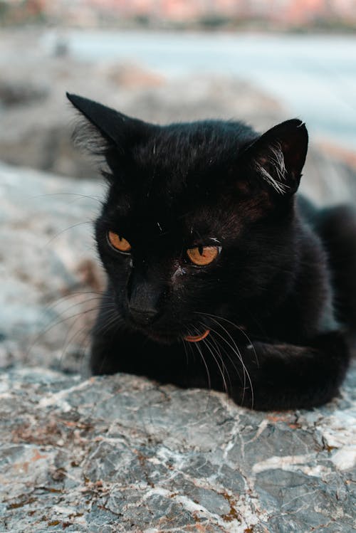 A Close-Up Shot of a Black Cat