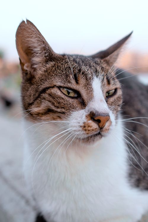 Free Captivating close-up of a domestic cat with a serene expression, showcasing its natural beauty and whiskers. Stock Photo