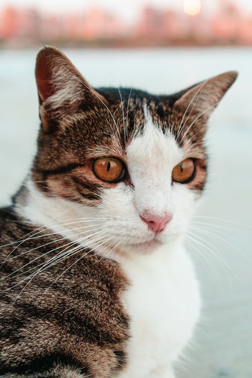Free A detailed close-up of a domestic cat with striking eyes, captured outdoors. Stock Photo