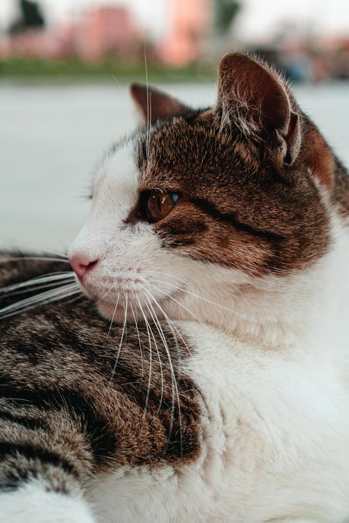 Free A detailed close-up of a domestic cat's face with striped fur, relaxing in a natural setting. Stock Photo
