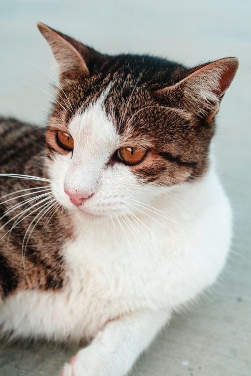 Free A serene portrait of a tabby cat lying down, showcasing its striking features. Stock Photo