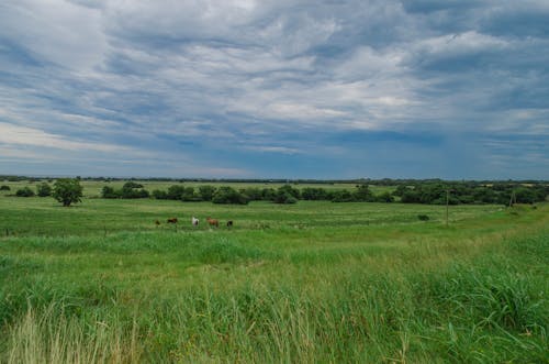 alan, bulutlar, Çiftlik içeren Ücretsiz stok fotoğraf