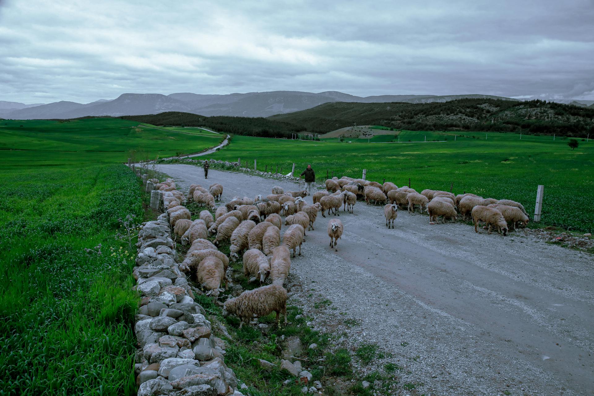 Een kudde schapen op een weg