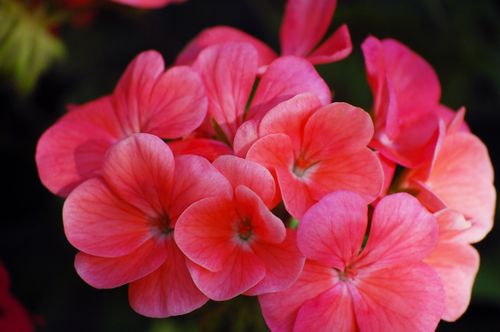 Free A close-up of vibrant pink geranium flowers in full bloom outdoors. Stock Photo