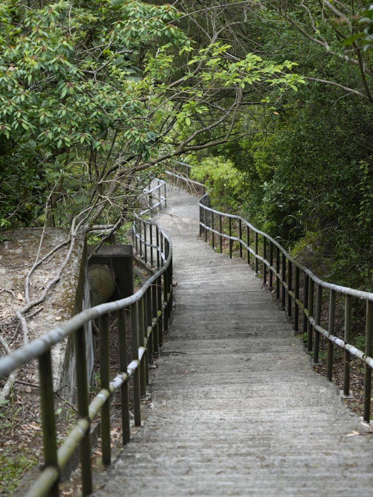 Wooden Boardwalk In Forest