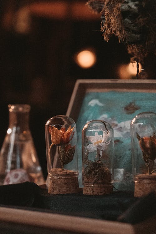 Immagine gratuita di barattolo di vetro, cupola, fiori secchi