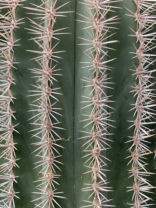 Gratis lagerfoto af kaktus, lodret skud, mønster Lagerfoto