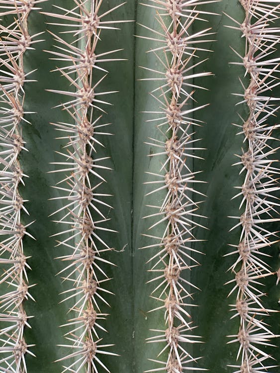Green Cactus Spikes in Close Up Photography