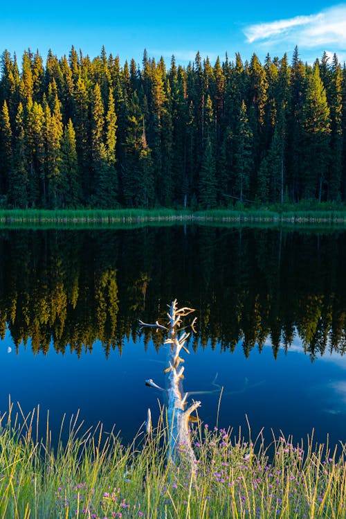 Trees Reflection over the Placid Lake Surface