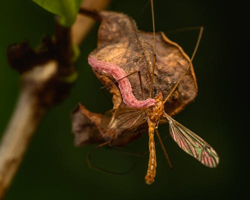 Close-up of a Caterpillar and an Insect on a Dry Leaf