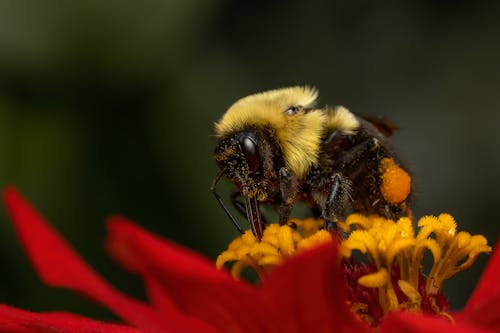 Kostnadsfri bild av bi, blomma, bombus polaris
