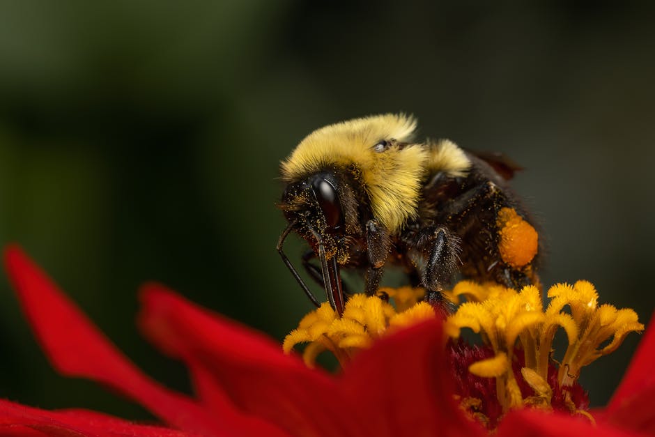 Close-up image of a bumblebee collecting pollen on a vibrant red flower.