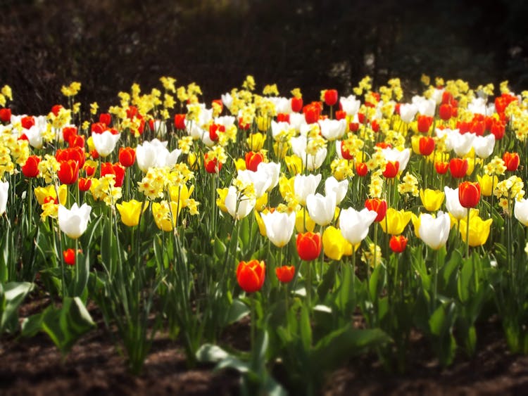 Daffodils And Tulips In Bloom