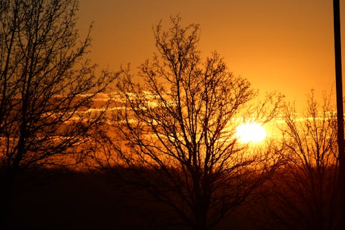 Free ]Silhouette of Leafless Trees During Sunset Stock Photo