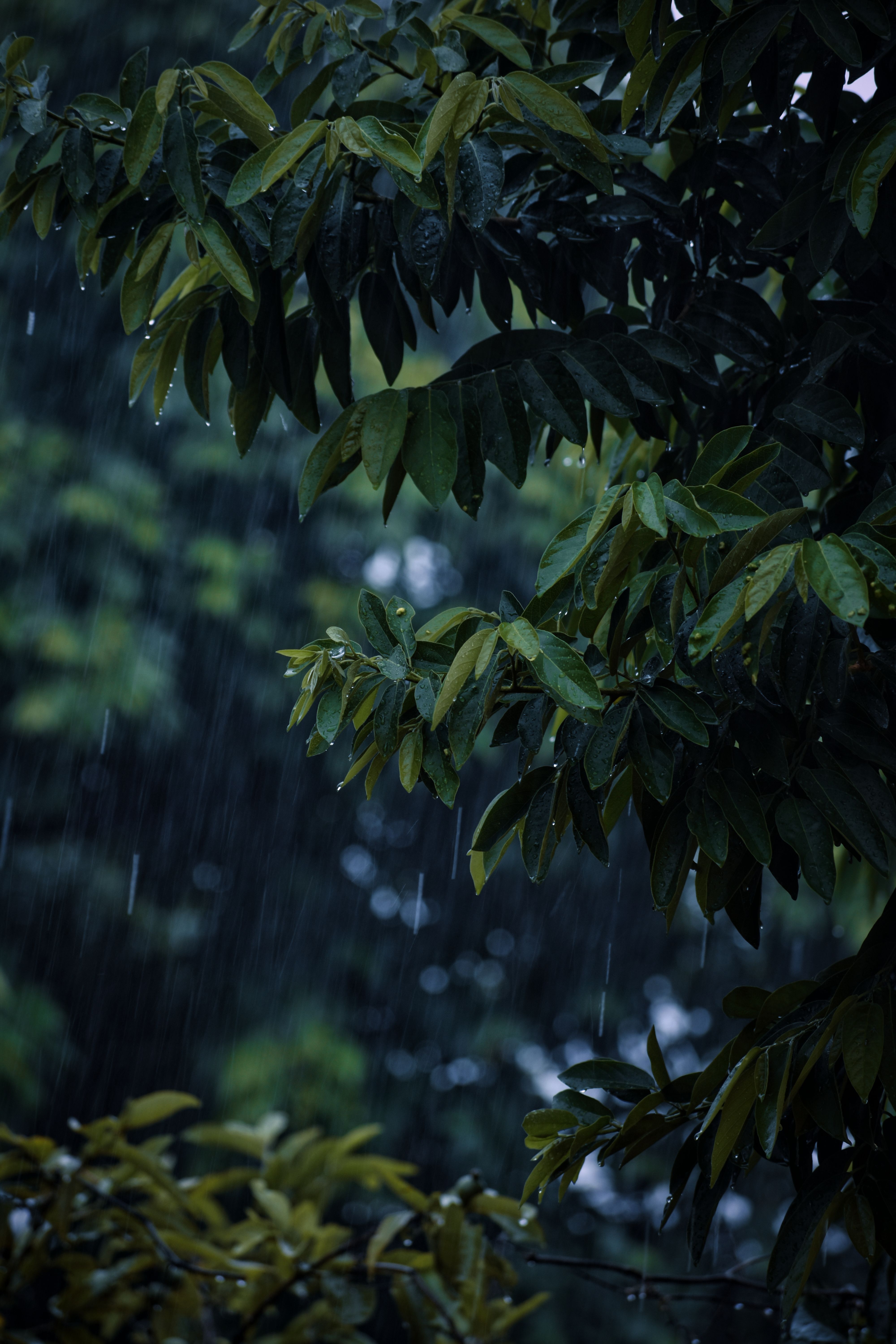 A vibrant image capturing lush green foliage drenched in rain in Odisha, India.