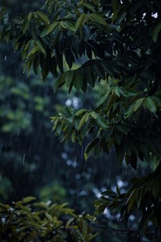 A vibrant image capturing lush green foliage drenched in rain in Odisha, India.