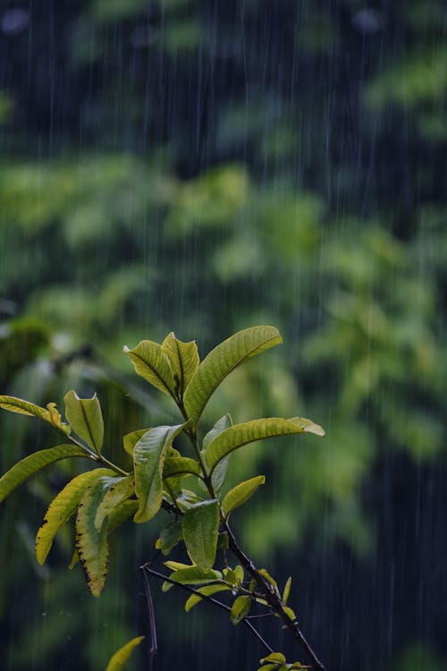 Kostnadsfria Kostnadsfri bild av gröna löv, närbild, regn Stock foto