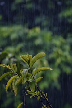 Close-up of vibrant green leaves during rainfall, capturing the essence of a monsoon in Odisha, India.