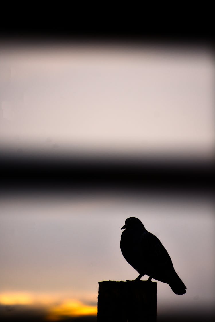 Silhouette Of Bird 