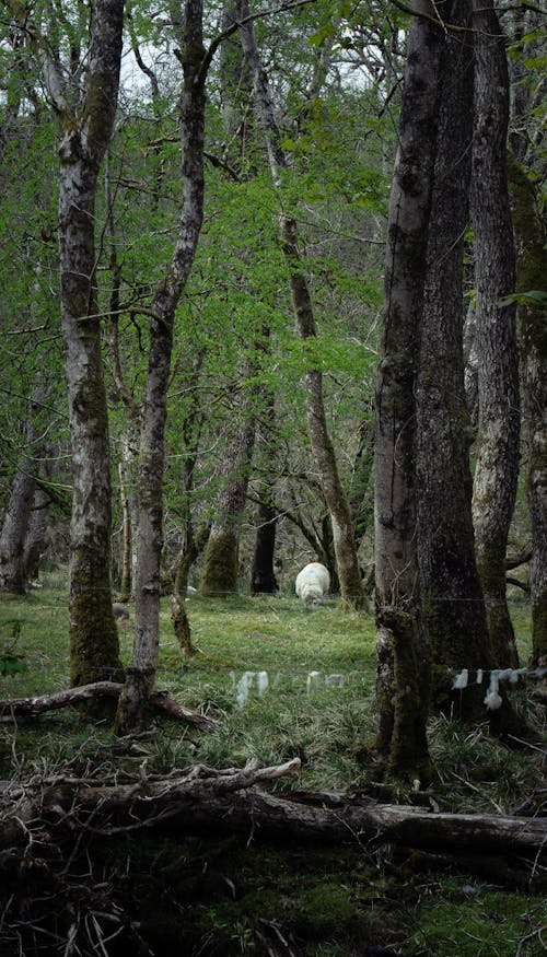 Bezpłatne Darmowe zdjęcie z galerii z drzewa, łąka, las Zdjęcie z galerii