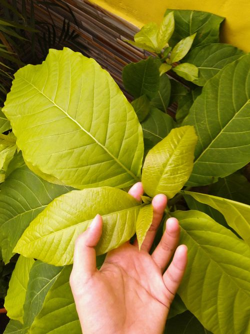 Free A hand gently touching vibrant green leaves, highlighting plant care and growth. Stock Photo