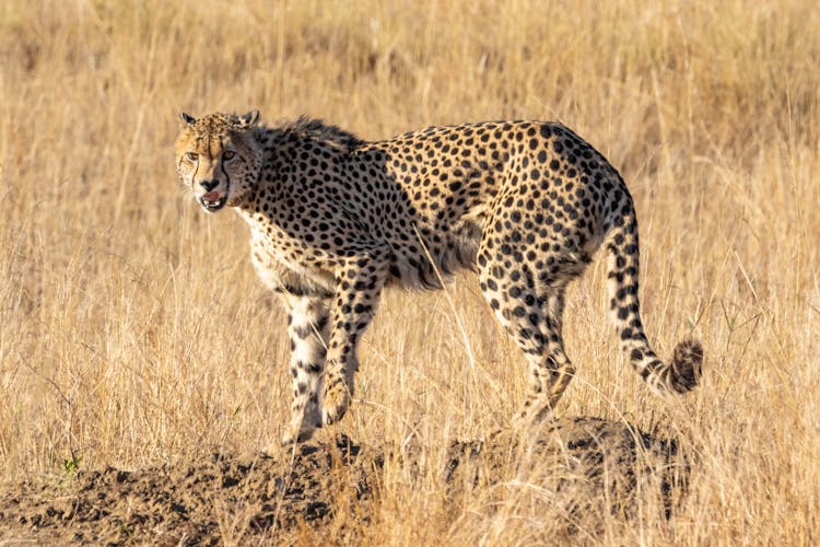 Cheetah On Rock