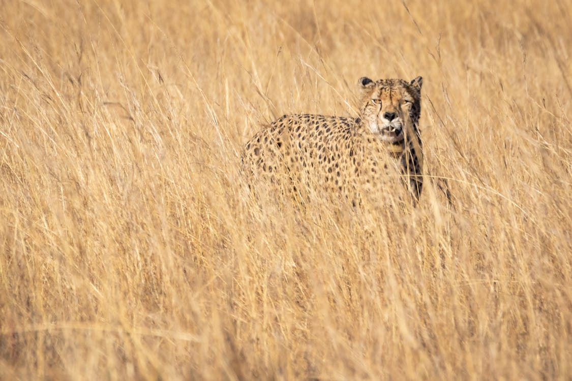 Cheetah On Grass Field