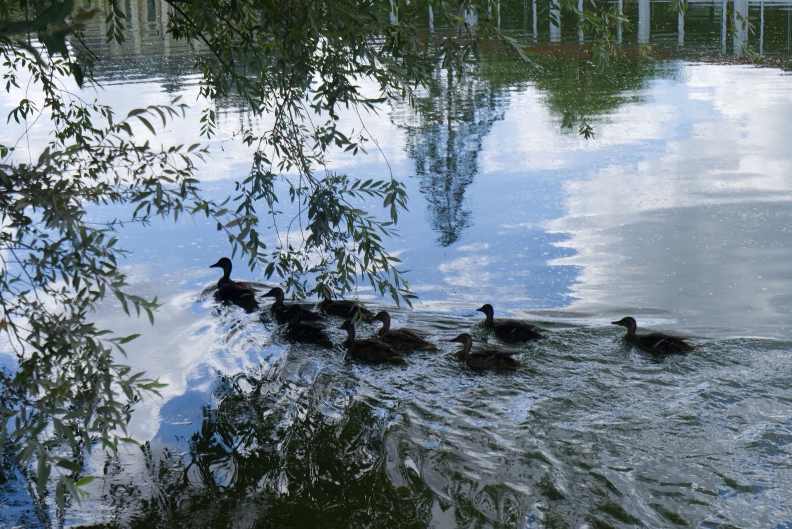 Pêche au canard