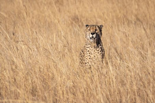 Cheetah Standing on Grasses