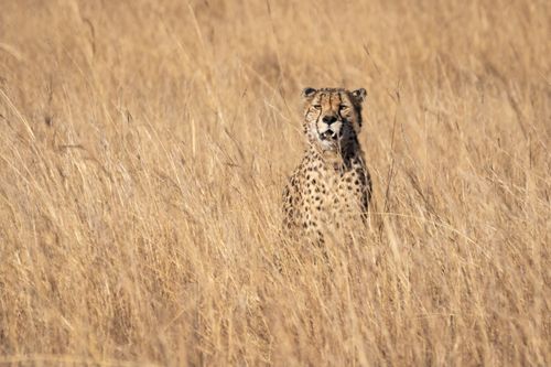 Free A lone cheetah stands amidst the tall grass in a sunny savanna, showcasing its elegant spots. Stock Photo