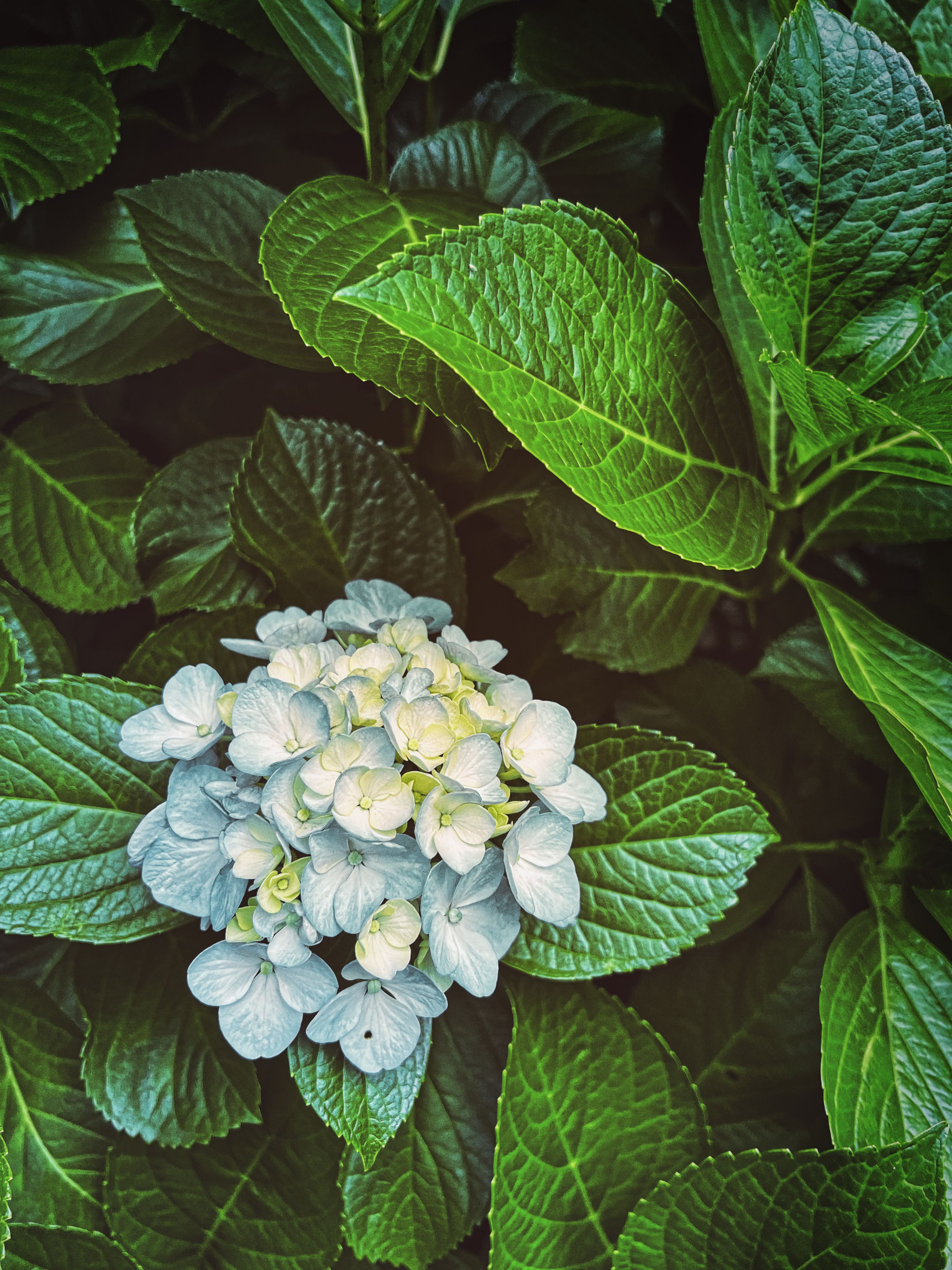 What is the most nature color?