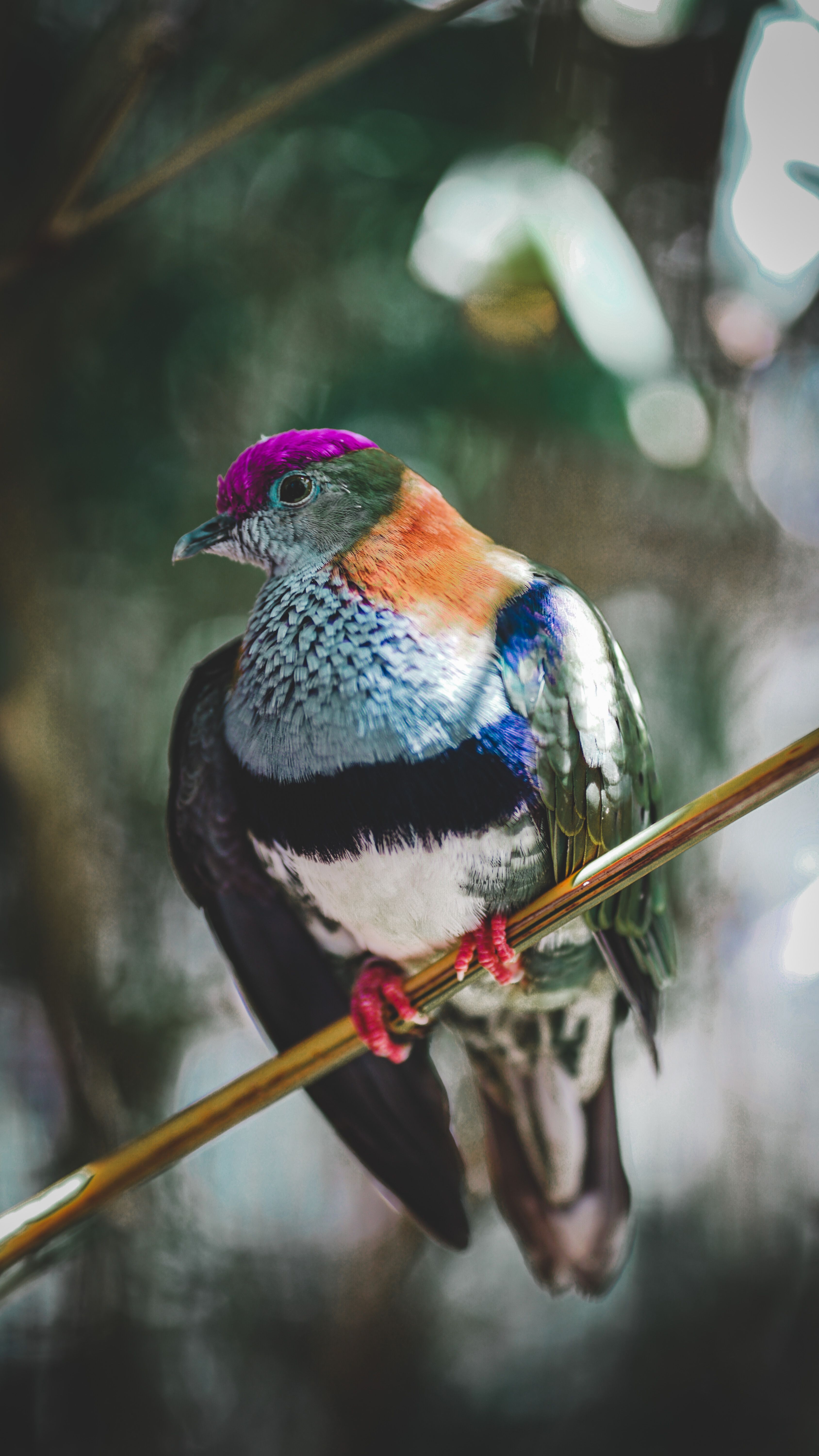 Negros Fruit Dove