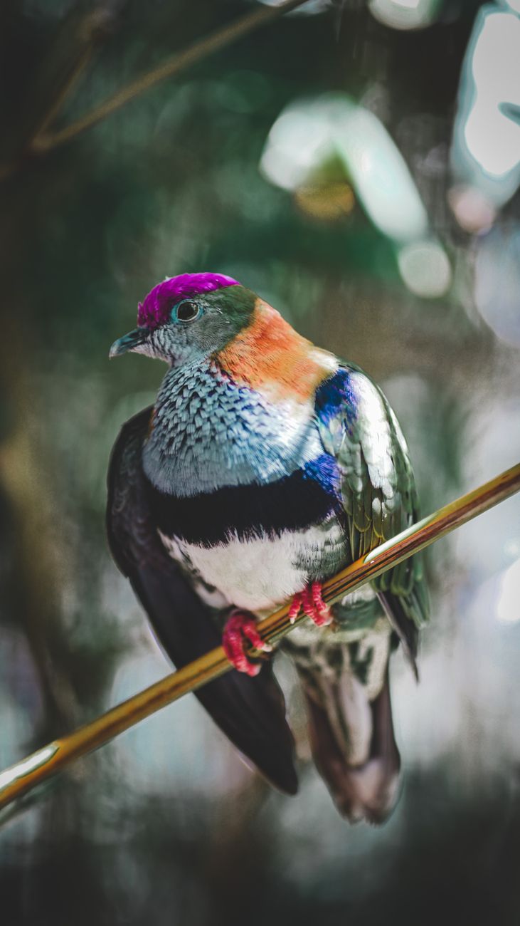 Close-up of a vibrant superb fruit dove perched outdoors in Mosman, NSW, Australia.
