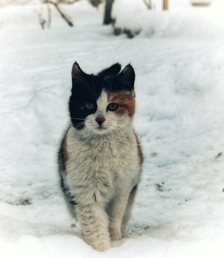 A Calico Cat On Snow