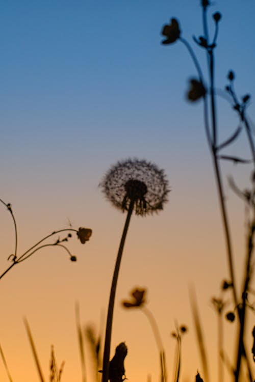 Gratis lagerfoto af aften-himlen, drømmende, flora