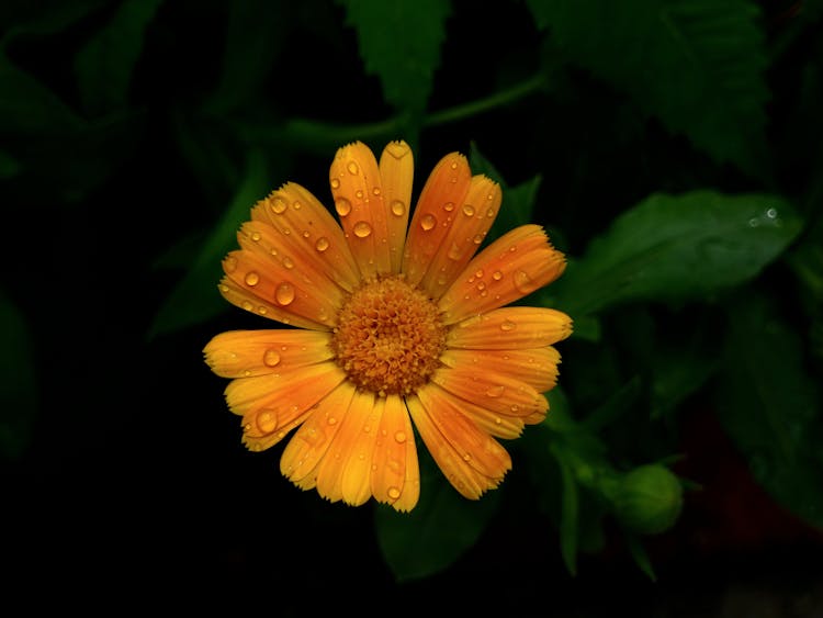 Orange Pot Marigold In Close-up Shot