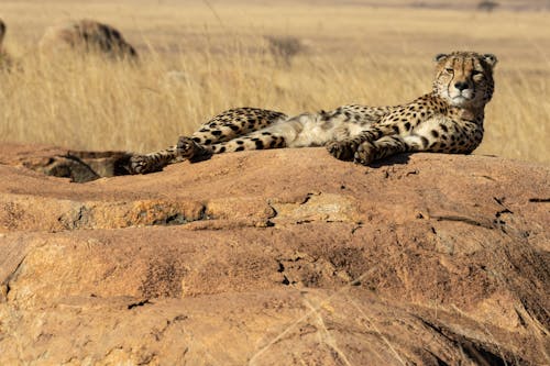 Fotografi Satwa Liar Cheetah Yang Berbaring Di Batu Besar