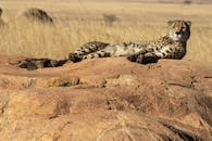 一只猎豹在非洲草原的岩石上休息，汲取着野生动物的精华