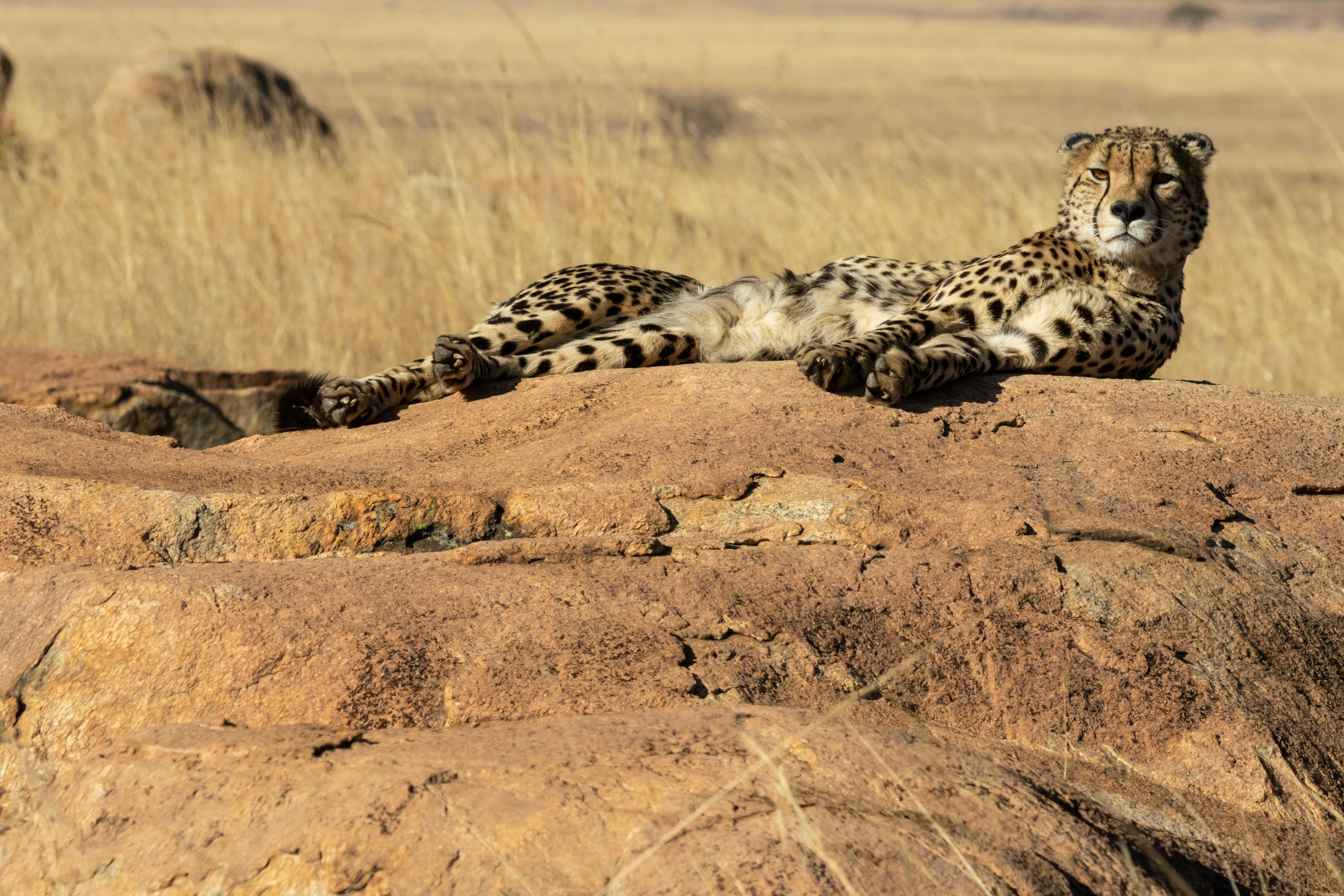 96+ Thousand Cheetah Wallpaper Royalty-Free Images, Stock Photos & Pictures