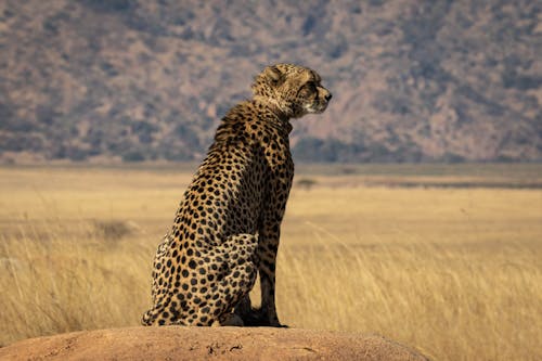 Free Black and Brown Cheetah on Roack Stock Photo