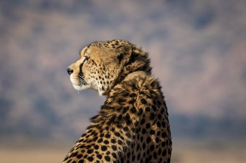 Photographie Au Point Sélectif De Guépard Brun Et Noir