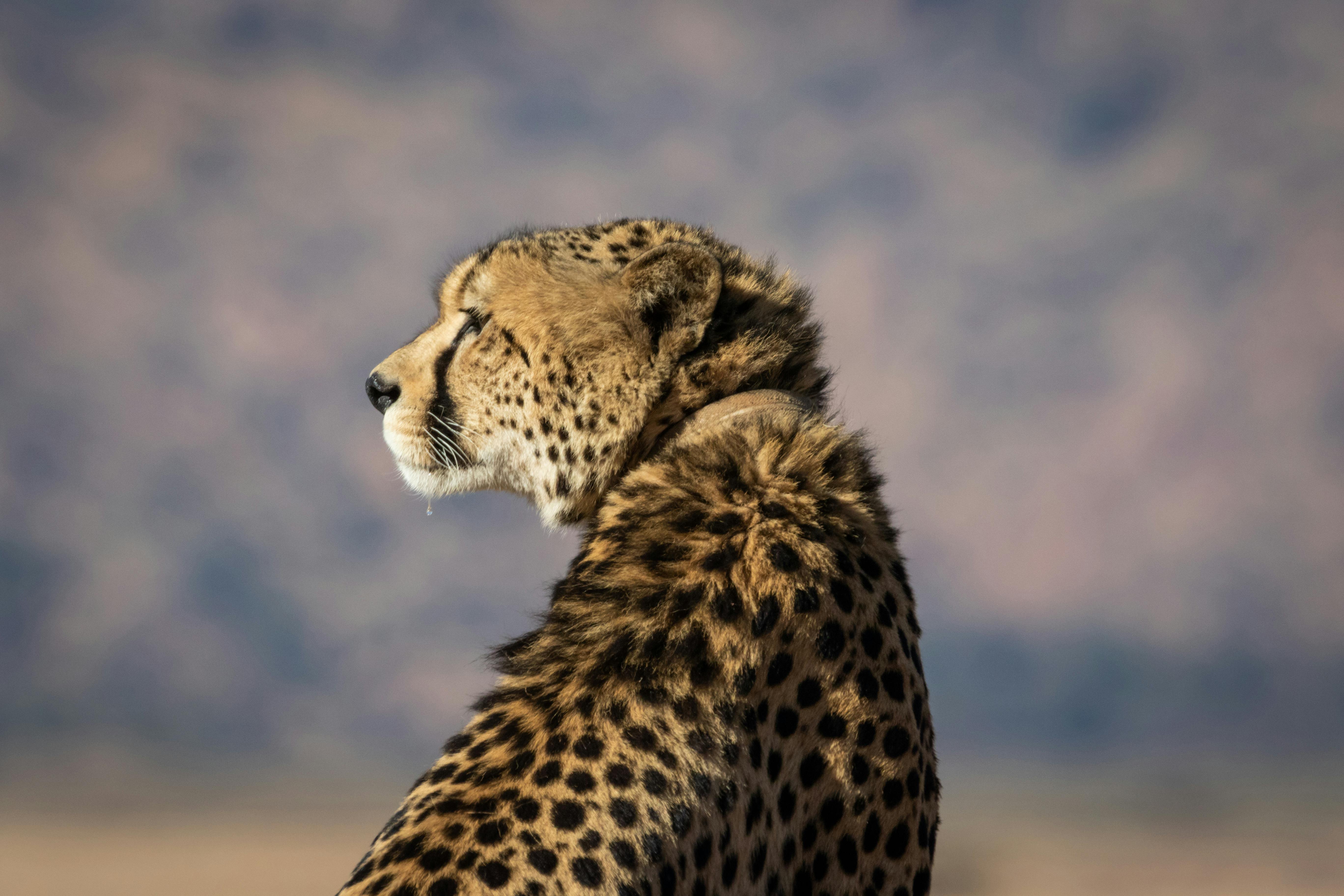 Download Cheetah Wallpaper