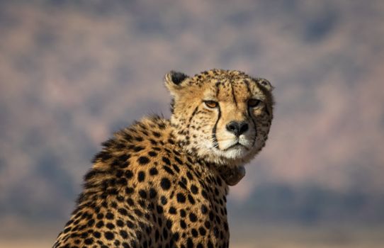 野外猎豹的特写镜头，以其独特的斑点和强烈的凝视，非常适合野生动物主题