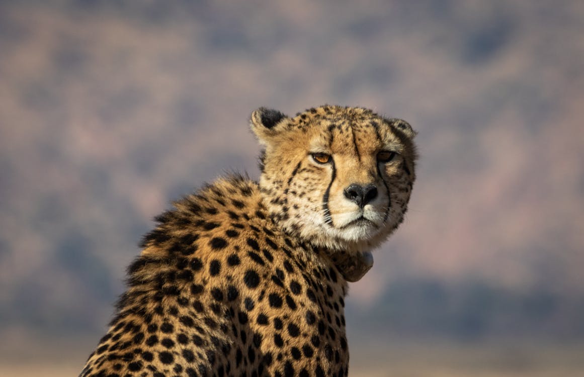 Free Shallow Focus Photography of Cheetah Stock Photo