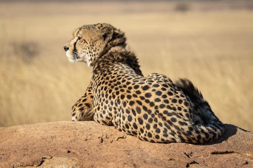 gratis Selectieve Aandachtsfoto Van Cheetah Stockfoto