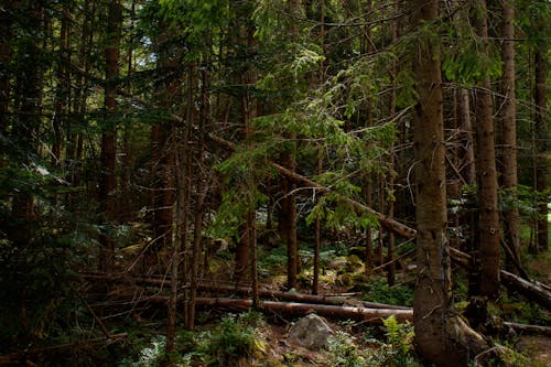 免費 倒下的樹木, 天性, 森林 的 免費圖庫相片 圖庫相片