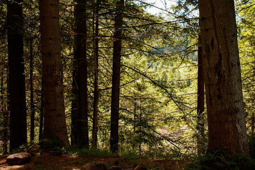 A peaceful view of a sunlit forest, showcasing tall trees and vibrant greenery.
