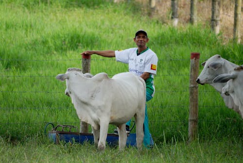 Herder standing beside a Cow 
