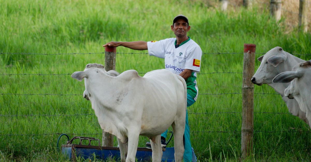 Conexión Ganadera lidera transformación agropecuaria con enfoque en eficiencia económica y ambiental Conexión Ganadera lidera transformación agropecuaria con enfoque en eficiencia económica y ambiental