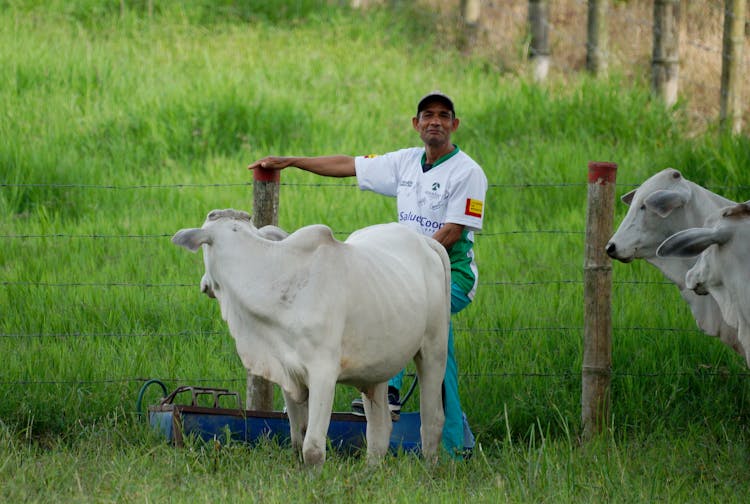 Herder Standing Beside A Cow 